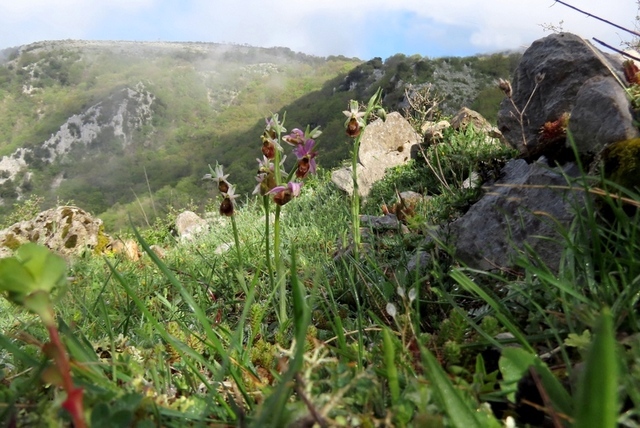 Ophrys crabronifera & Ophrys holosericea sp. � Monti Lucretili  (Roma).